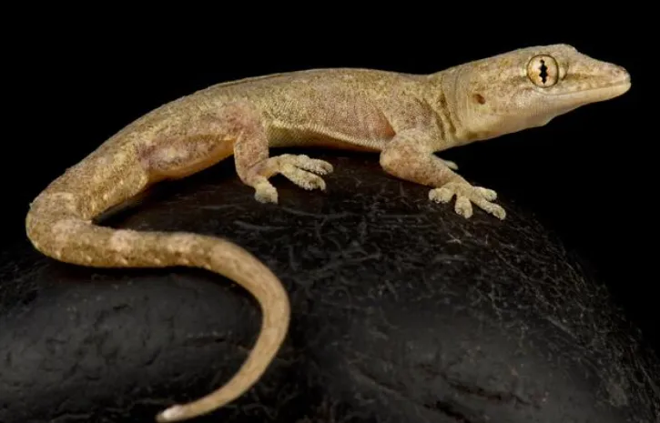 Common House Gecko