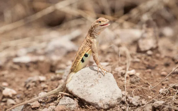 Common Lesser Earless Lizard