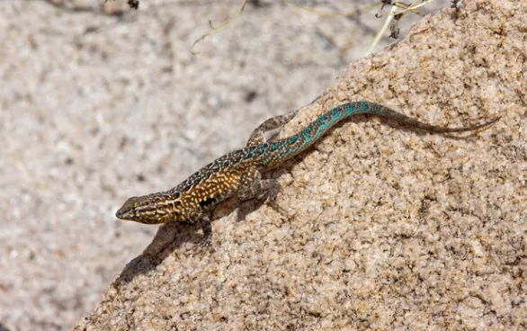 Common Side-Blotched Lizard