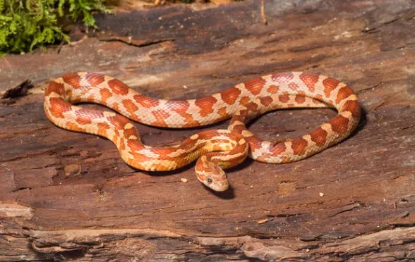 Corn Snake