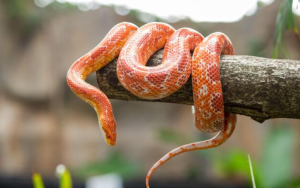 corn snake profile