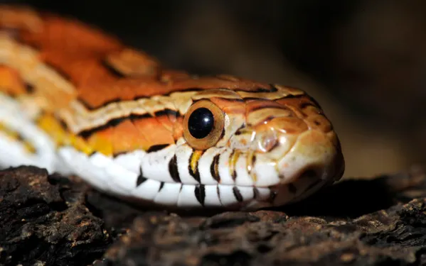 Corn Snake