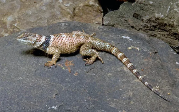 Crevice Spiny Lizard