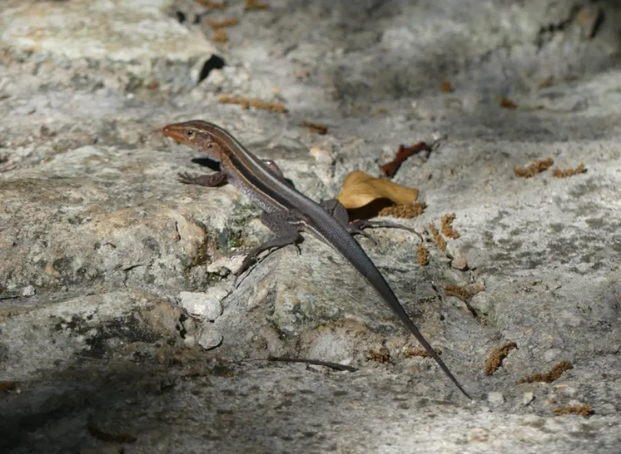 Cuban Ameiva