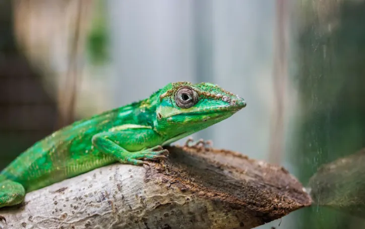 Cuban Green Anole