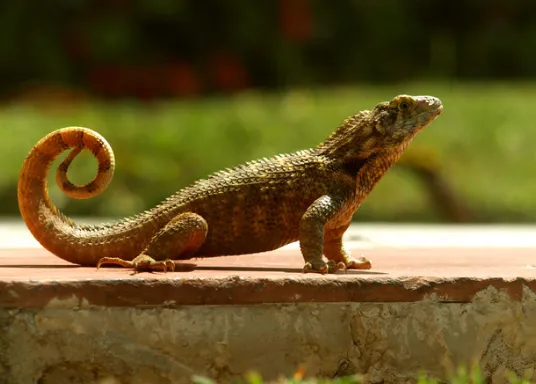 Curly-tailed Lizard