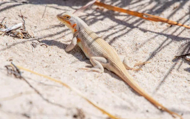 Dunes Sagebrush Lizard