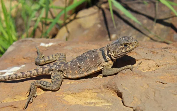 Eastern Collared Lizard