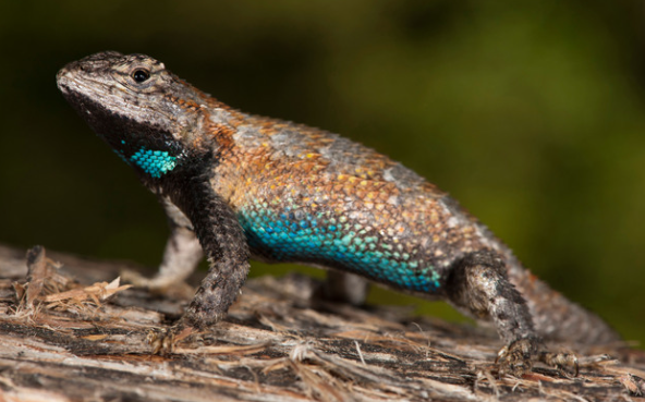 Eastern Fence Lizard