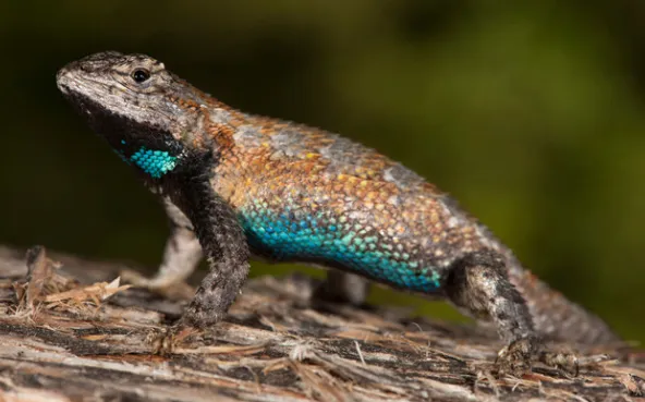 Eastern Fence Lizard