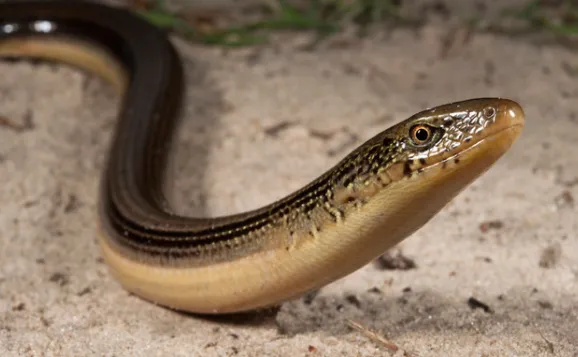 eastern glass lizard