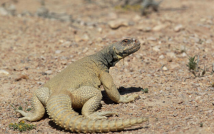 egyptian uromastyx