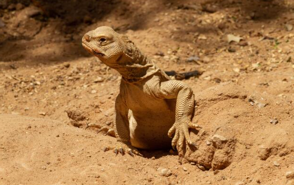 Egyptian Uromastyx