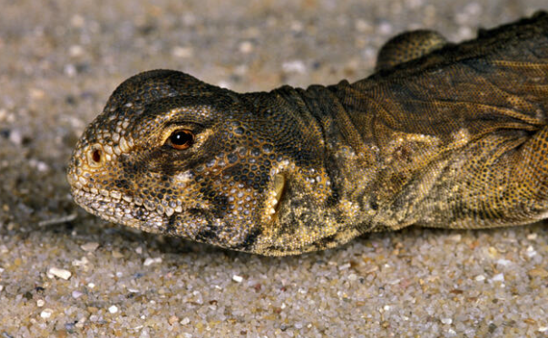 Egyptian Uromastyx Profile