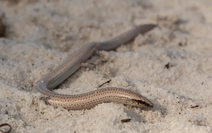 florida sand skink