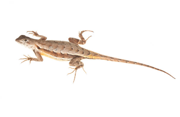 Florida Scrub Lizard