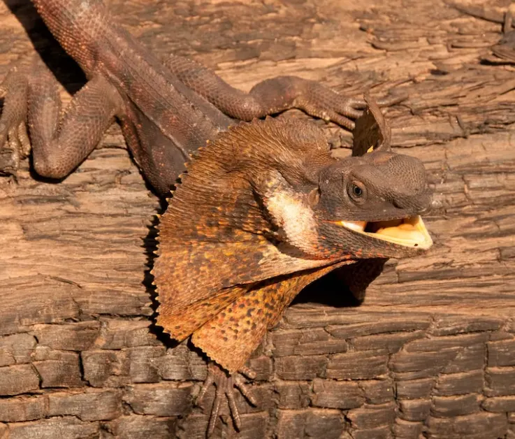 Frilled Lizard