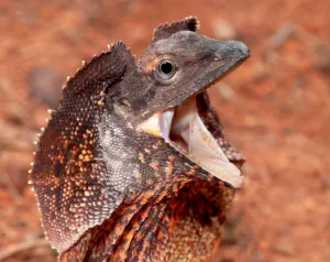 frilled lizard profile