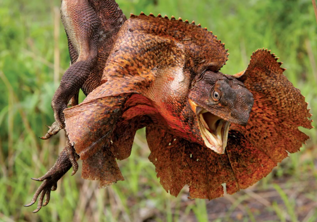 frilled lizard