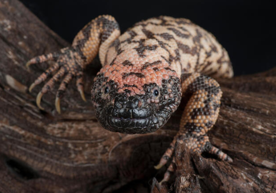 Gila Monster