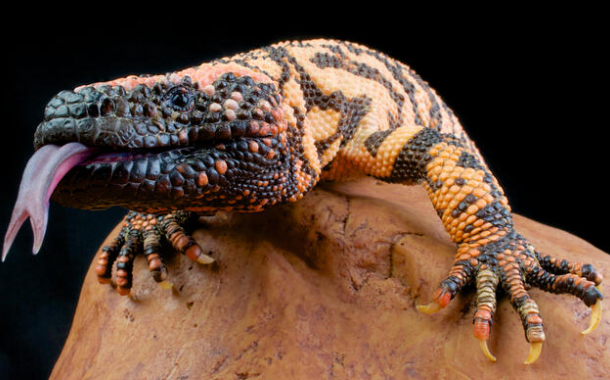 Gila Monster profile