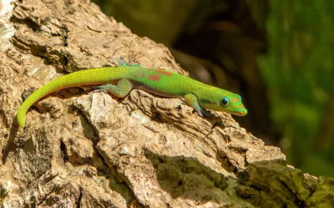 Gold Dust Day Gecko 