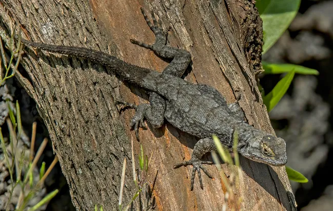 Graphic Spiny Lizard