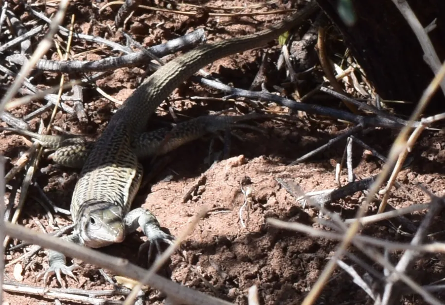 Gray Checkered Whiptail