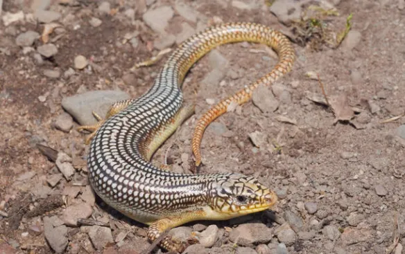 Great Plains Skink