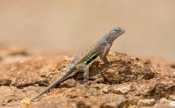 Greater Earless Lizard