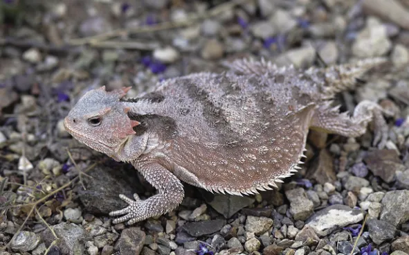 Greater Short-Horned Lizard