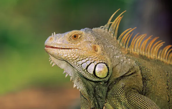 green iguana