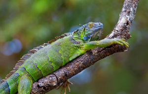 green iguana profile