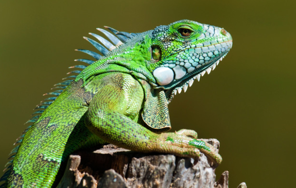 green iguana profile