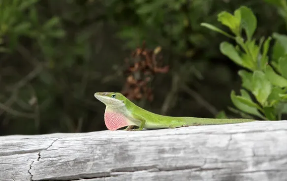 green anole