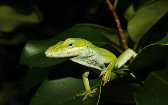 green anole