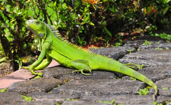 green iguana