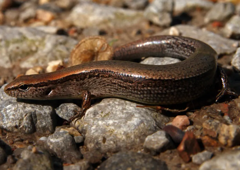 ground skink