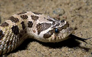 hognose snake profile