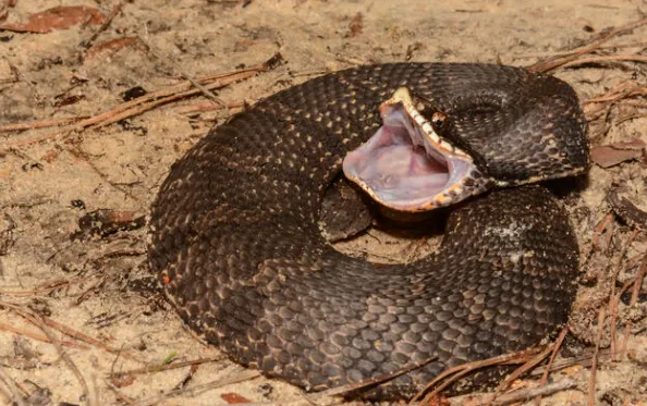 Hognose Snake