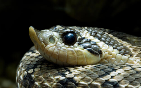 Hognose Snake