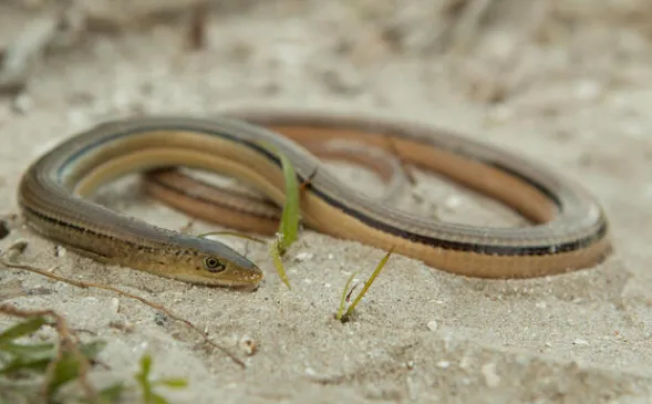 Island Glass Lizard