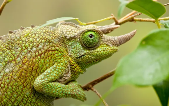 Jackson's Chameleon