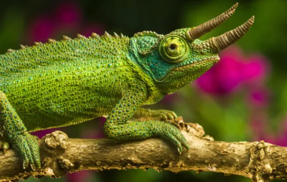 Jackson's Chameleon