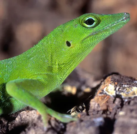 Jamaican Giant Anole