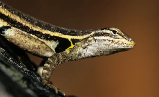 Keeled Earless Lizard