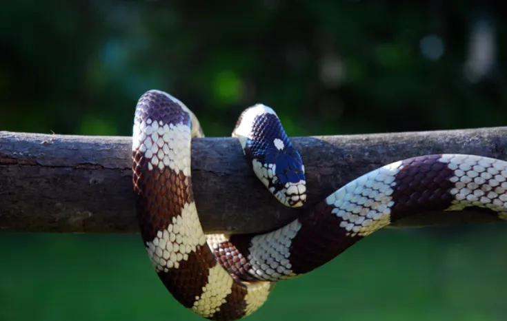 king snake