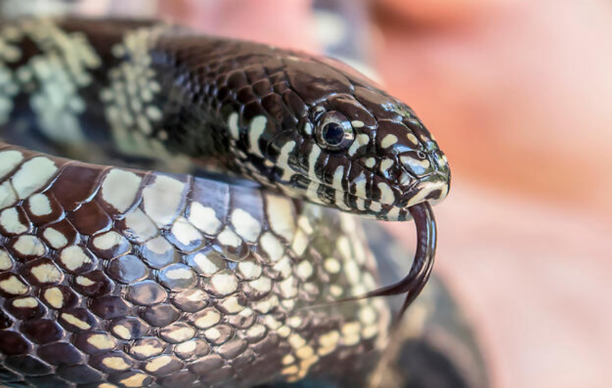 king snake profile