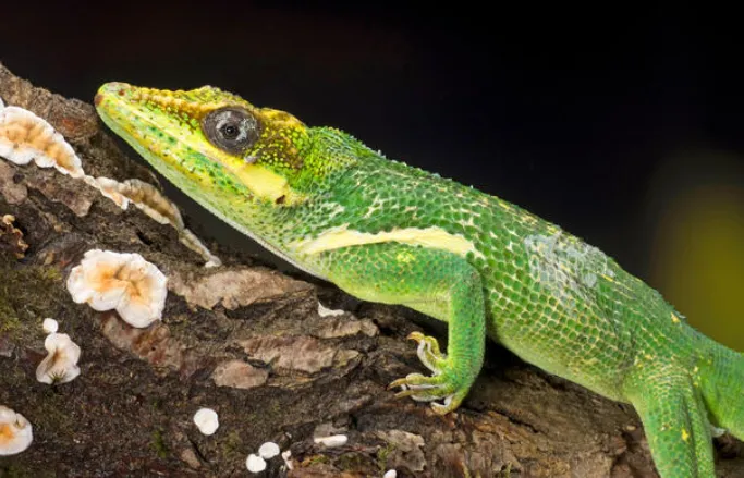 knight anole