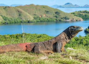 komodo dragon profile